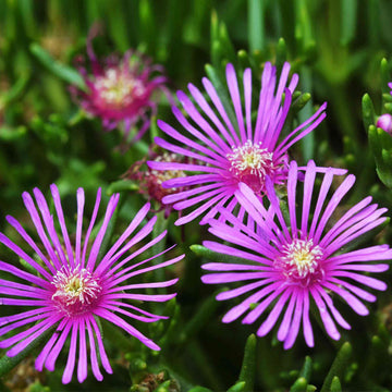 Purple Ice Flower seeds for Planting - Easy to Grow, Heirloom & GMO Free Seeds for Home Garden