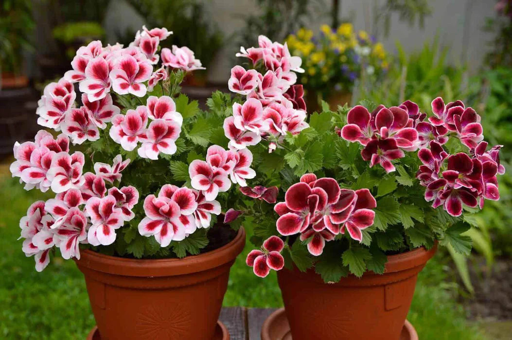 Pale Pink Geranium Flower seeds for Planting - Long Bloom Season, Heirloom & GMO Free Seeds for Home Garden
