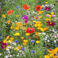 Save the Bees Mixed Wildflower Seeds for Pollinators