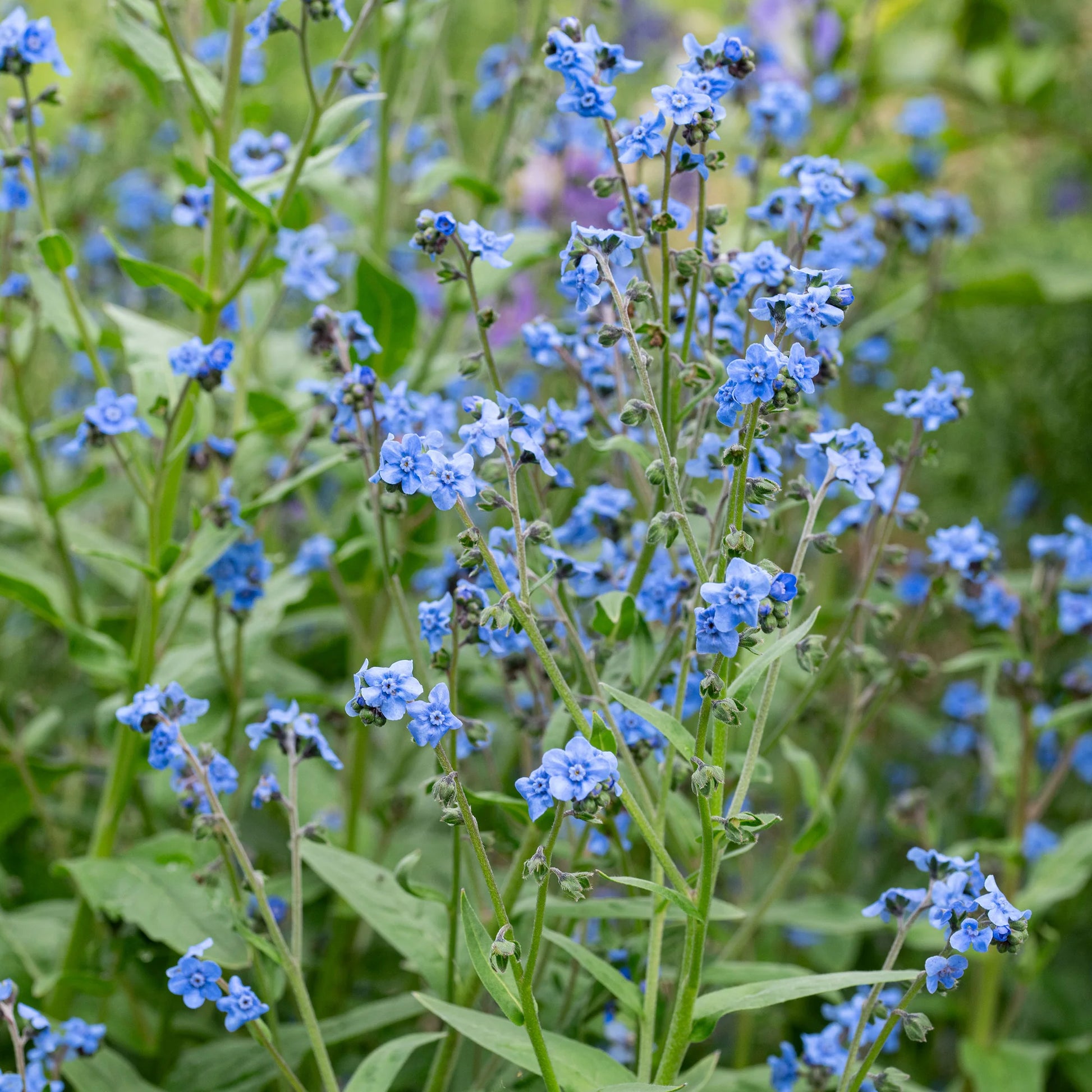 Blue Cynoglossum Amabile Flower seeds for Planting - Cottage Garden Essential, Heirloom & GMO Free Seeds for Home Garden
