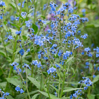 Blue Cynoglossum Flower seeds for Planting - Vibrant Colors, Heirloom & GMO Free Seeds for Home Garden