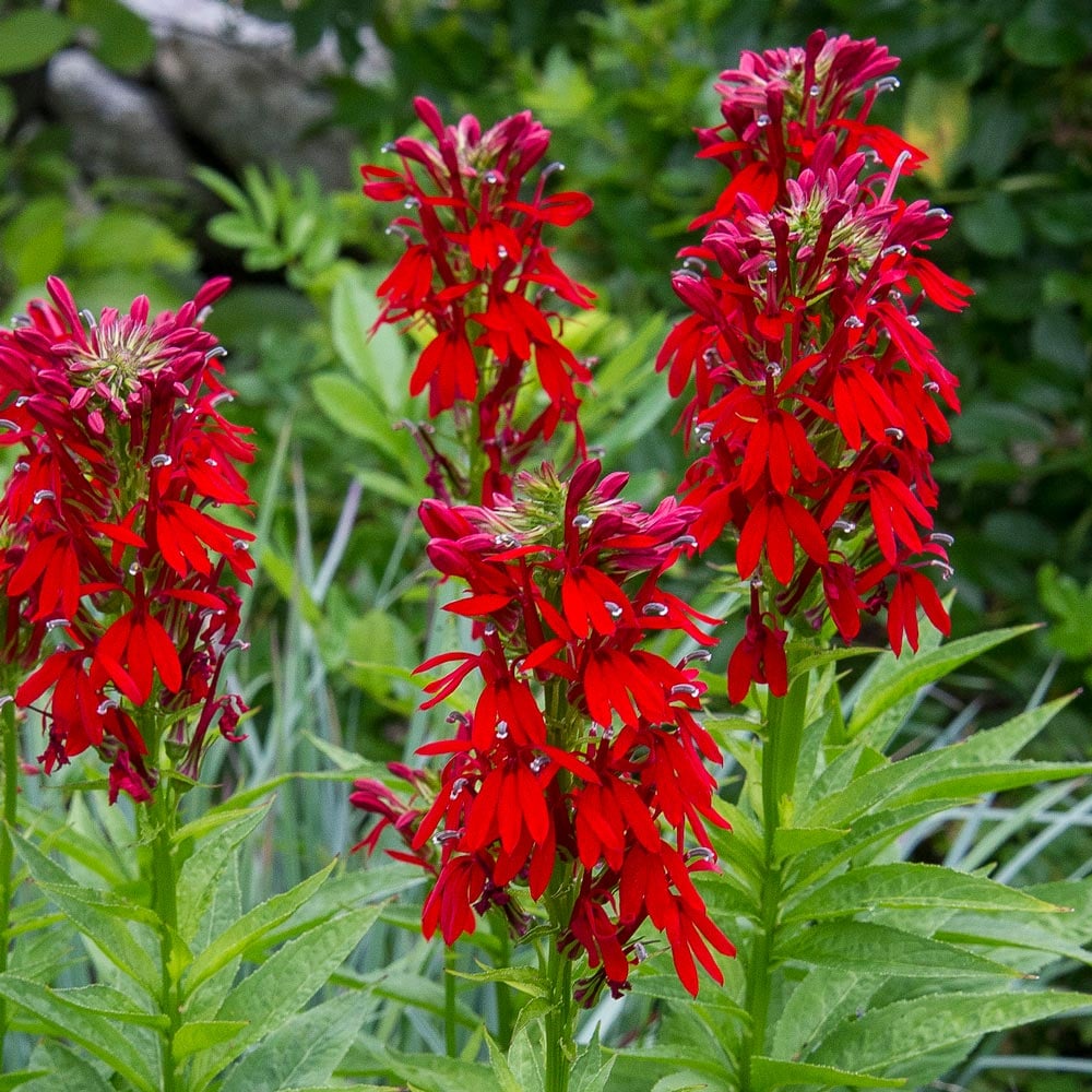 Cardinal Flower seeds for Planting - Fragrant Blossoms, Heirloom & GMO Free Seeds for Home Garden