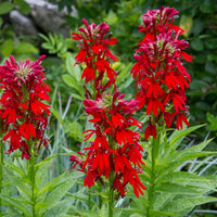 Cardinal Flower seeds for Planting Long Bloom Season Heirloom & GMO Free Seeds for Home Garden 
 
 Sale