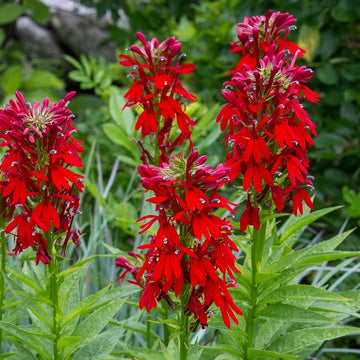 Perennial Red Cardinal Flower seeds with vibrant red blooms in a garden.