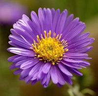 Blue Tataricus Flower seeds for Planting - Shade Tolerant, Heirloom & GMO Free Seeds for Home Garden