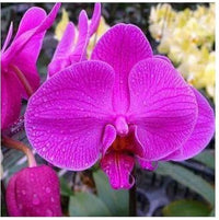 Pink Phalaenopsis Orchid Seeds Flower seeds for Planting Fragrant Blossoms Heirloom & GMO Free Seeds for Home Garden