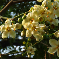 Green Ceiba Pentandra Flower seeds for Planting - Perfect for Borders, Heirloom & GMO Free Seeds for Home Garden
 
 Sale