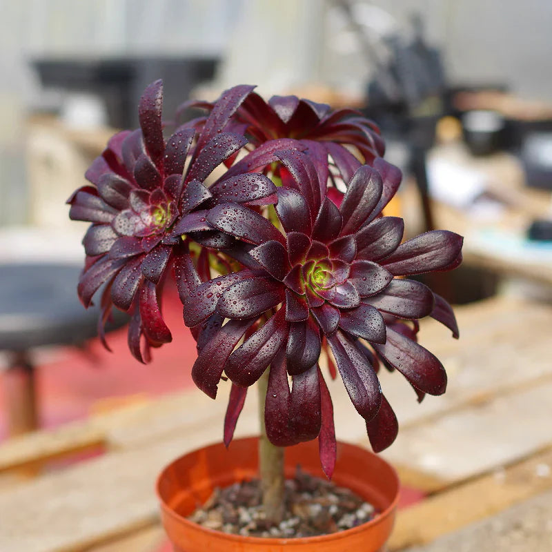 Arboreum Flower seeds for Planting Fragrant Blossoms Heirloom & GMO Free Seeds for Home Garden 
 
 Sale for planting in home garden
