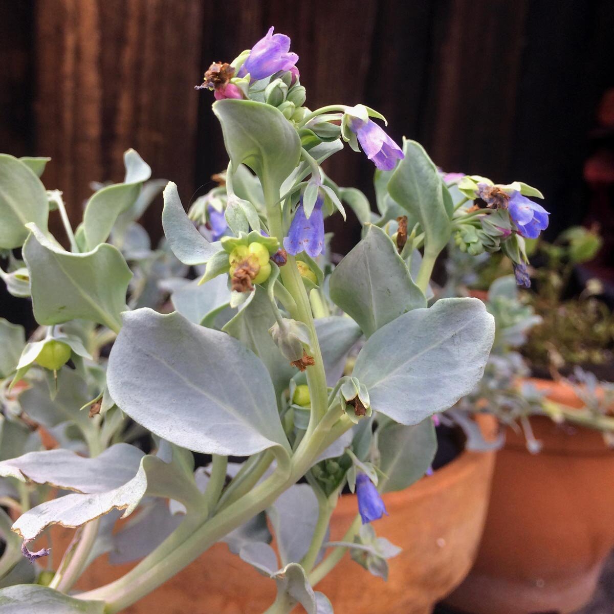Mertensia Maritima Flower seeds for Planting Garden Favorite Heirloom & GMO Free Seeds for Home Garden 
 
 Sale seeds for home garden planting