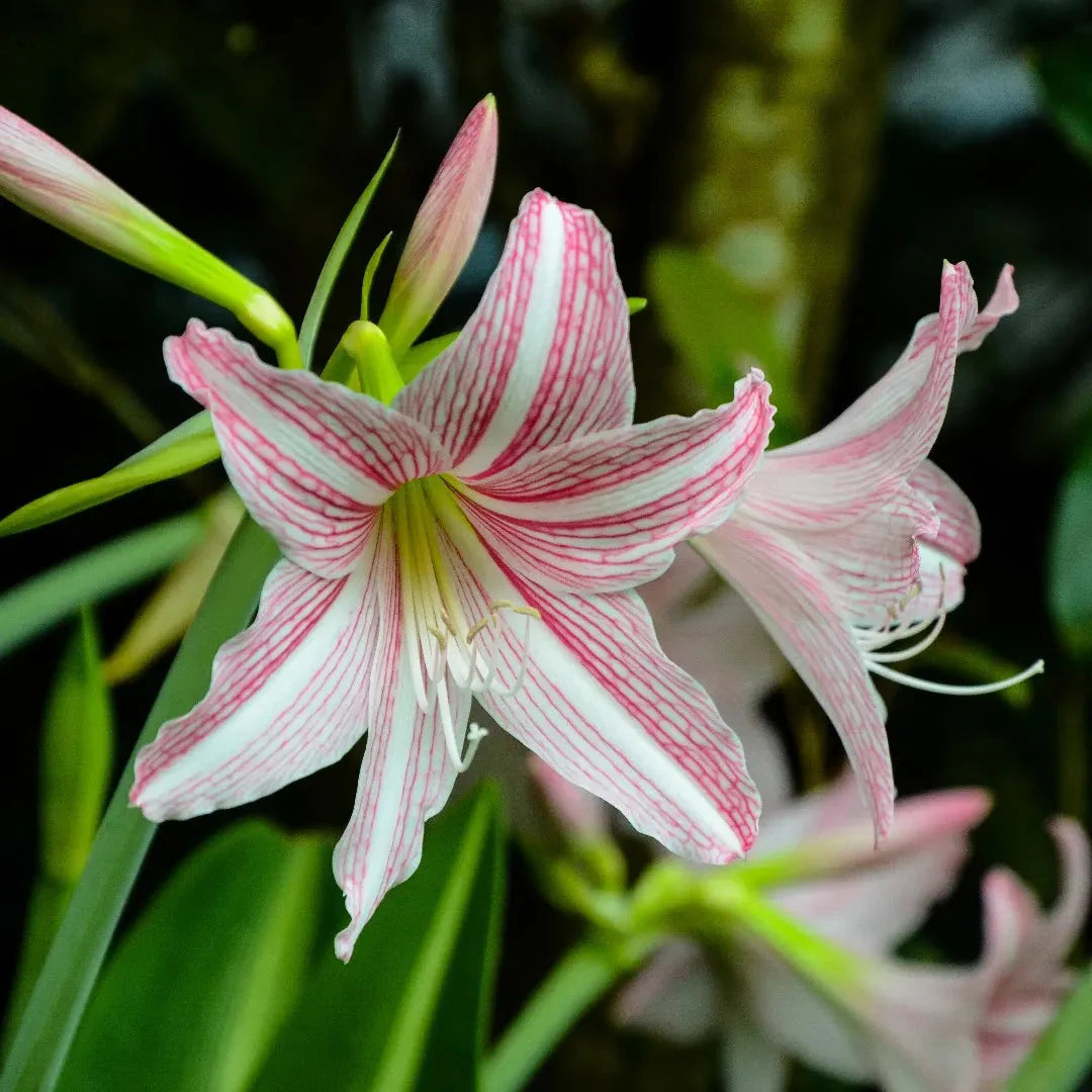Pink Hippeastrum Flower Seeds for Planting Compact Growth Heirloom & GMO Free Seeds for Home Garden
 
 Sale