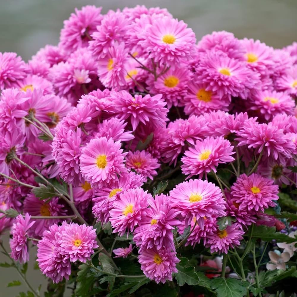 Yellow Pink Chrysanthemum Flower Seeds for Planting