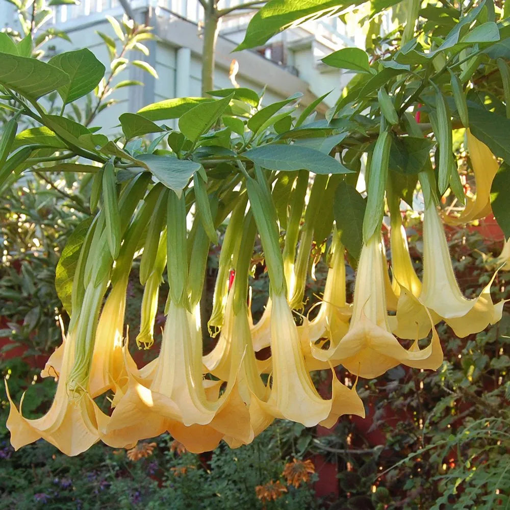 Yellow Dhatura Flower seeds for Planting Pollinator Friendly Heirloom & GMO Free Seeds for Home Garden 
 
 Sale seeds for home garden planting