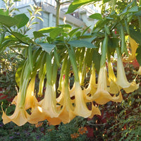 Yellow Dhatura Flower seeds for Planting Pollinator Friendly Heirloom & GMO Free Seeds for Home Garden 
 
 Sale seeds for home garden planting