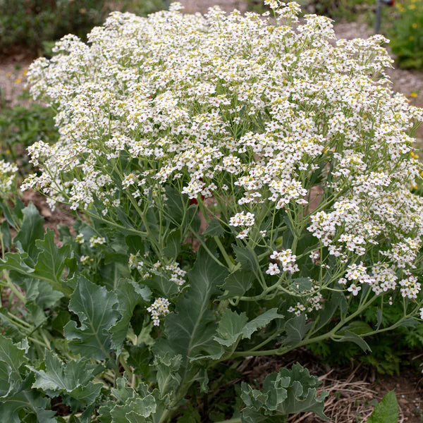 Seakale Flower seeds for Planting - Low Maintenance, Heirloom & GMO Free Seeds for Home Garden
 
 Sale seeds for home garden