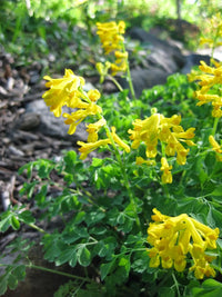 Yellow Corydalis Flower seeds for Planting Garden Favorite Heirloom & GMO Free Seeds for Home Garden 
 
 Sale