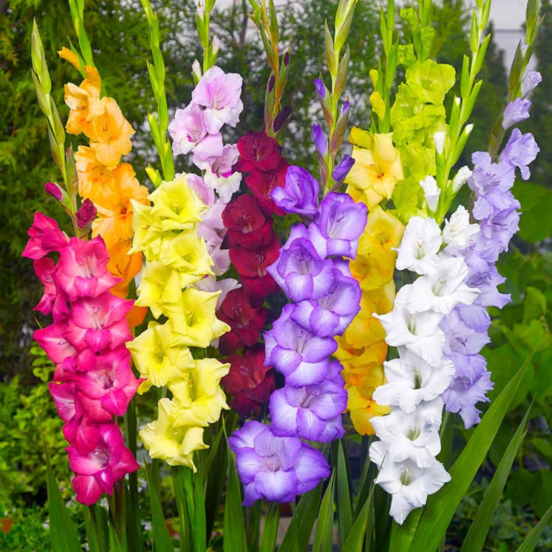 Gladiolus mic Flower Planting Seeds for Vibrant Garden Blooms