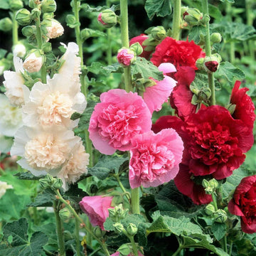 Hollyhock Carnival Flower seeds for Planting Sun Loving Heirloom & GMO Free Seeds for Home Garden 
 
 Sale for planting in home garden