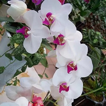White Butterfly Orchid Flower seeds for Planting - Long Bloom Season, Heirloom & GMO Free Seeds for Home Garden