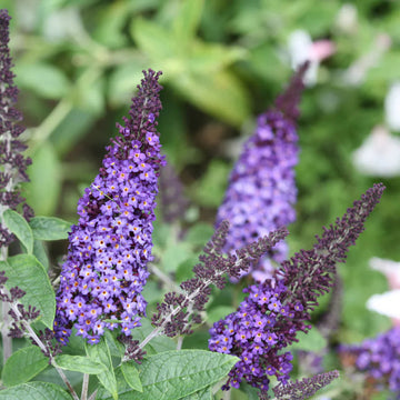 Buddleia Davidii Flower seeds for Planting Easy to Grow Heirloom & GMO Free Seeds for Home Garden 
 
 Sale seeds for home garden planting