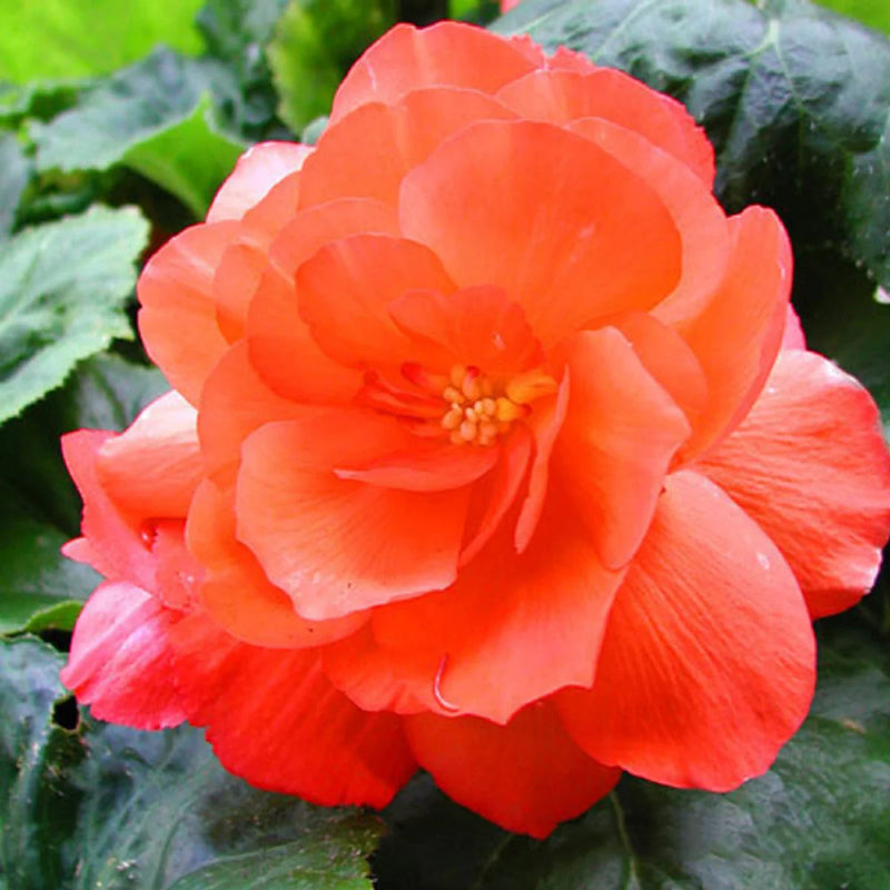 Orange Adenium Flower seeds for Planting - Seasonal Bloomer, Heirloom & GMO Free Seeds for Home Garden