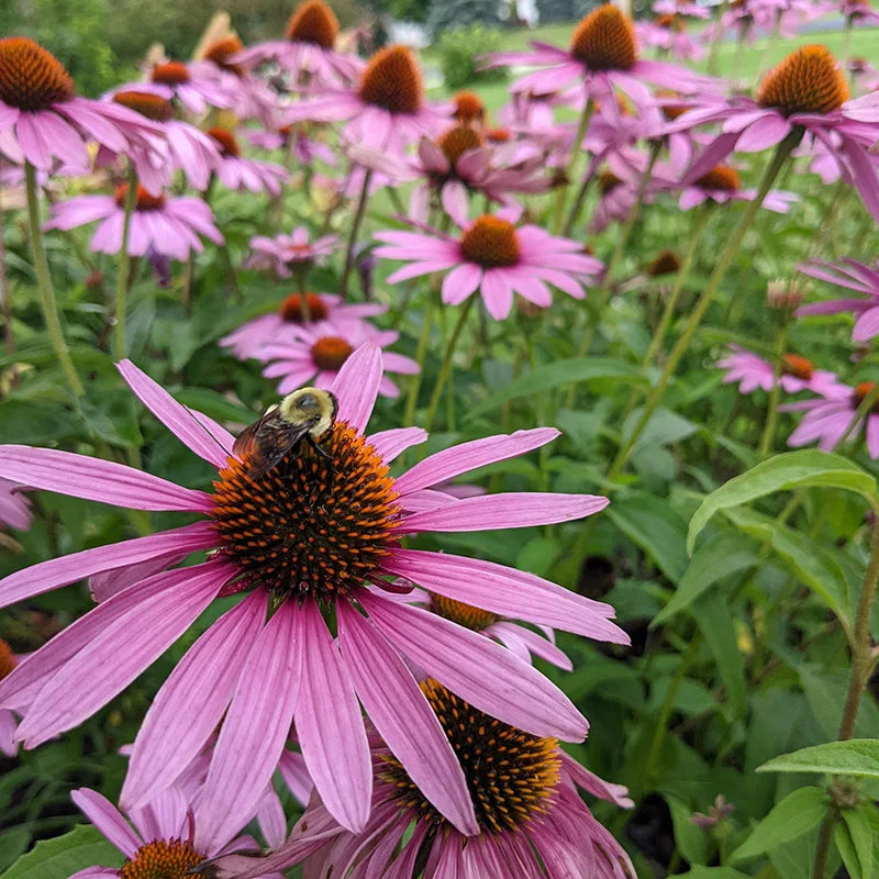 ConeFlower seeds for Planting Hardy Variety Heirloom & GMO Free Seeds for Home Garden 
 
 Sale seeds for home garden planting