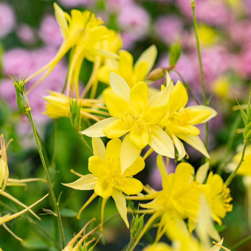 Aquilegia Chrysantha Flower seeds for Planting Sun Loving Heirloom & GMO Free Seeds for Home Garden 
 
 Sale seeds for home garden planting
