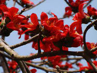Ceiba Flower seeds for Planting - Shade Tolerant, Heirloom & GMO Free Seeds for Home Garden
 
 Sale seeds for planting in home garden