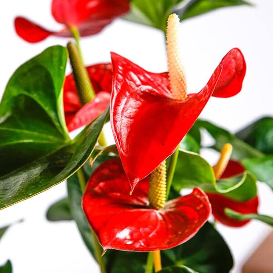 Anthurium Flower seeds for Planting Drought Tolerant Heirloom & GMO Free Seeds for Home Garden 
 
 Sale for planting in home garden