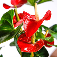 Anthurium Flower seeds for Planting Drought Tolerant Heirloom & GMO Free Seeds for Home Garden 
 
 Sale for planting in home garden