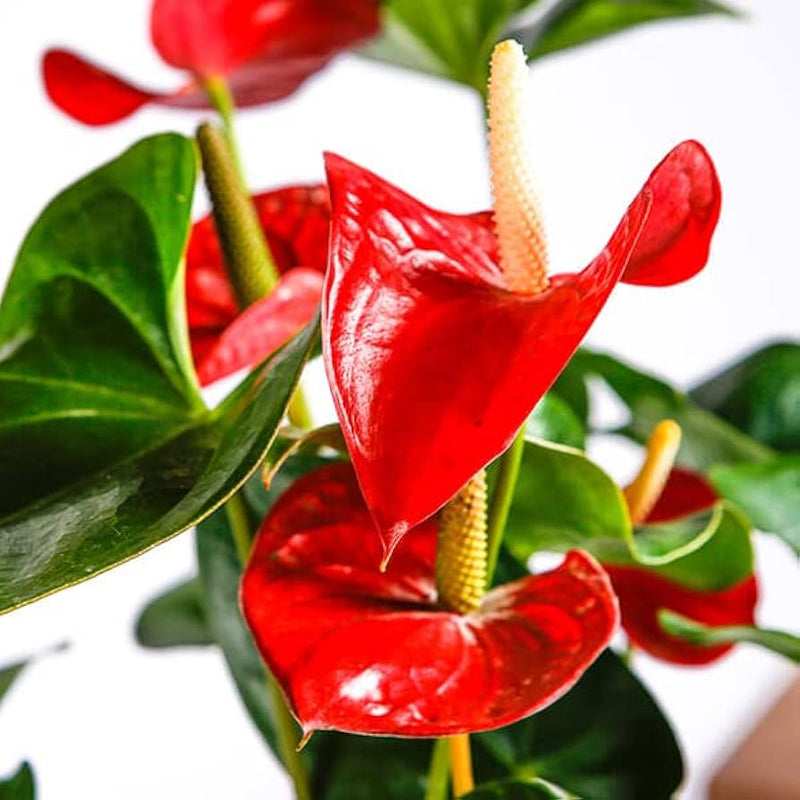Anthurium Flower seeds for Planting Drought Tolerant Heirloom & GMO Free Seeds for Home Garden 
 
 Sale for planting in home garden