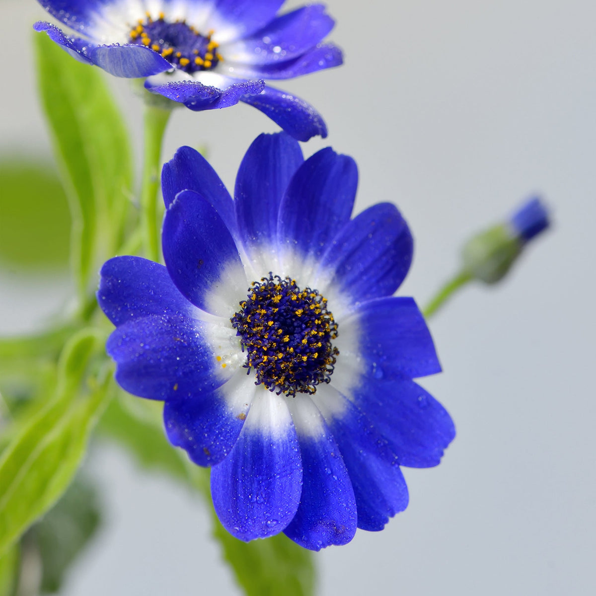 Blue Cineraria Flower seeds for Planting Pollinator Friendly Heirloom & GMO Free Seeds for Home Garden 
 
 Sale seeds for home garden planting
