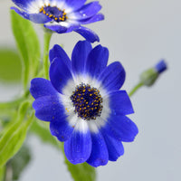 Blue Cineraria Flower seeds for Planting Pollinator Friendly Heirloom & GMO Free Seeds for Home Garden 
 
 Sale seeds for home garden planting