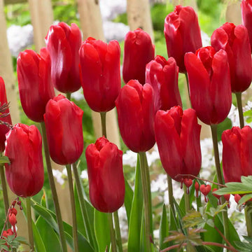 Tulip Bulbs Flower seeds for Planting Easy to Grow Heirloom & GMO Free Seeds for Home Garden 
 
 Sale for planting in home garden