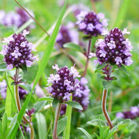 Violet Serpyllum Flower seeds for Planting - Cut Flower Favorite, Heirloom & GMO Free Seeds for Home Garden
 
 Sale for planting in home garden