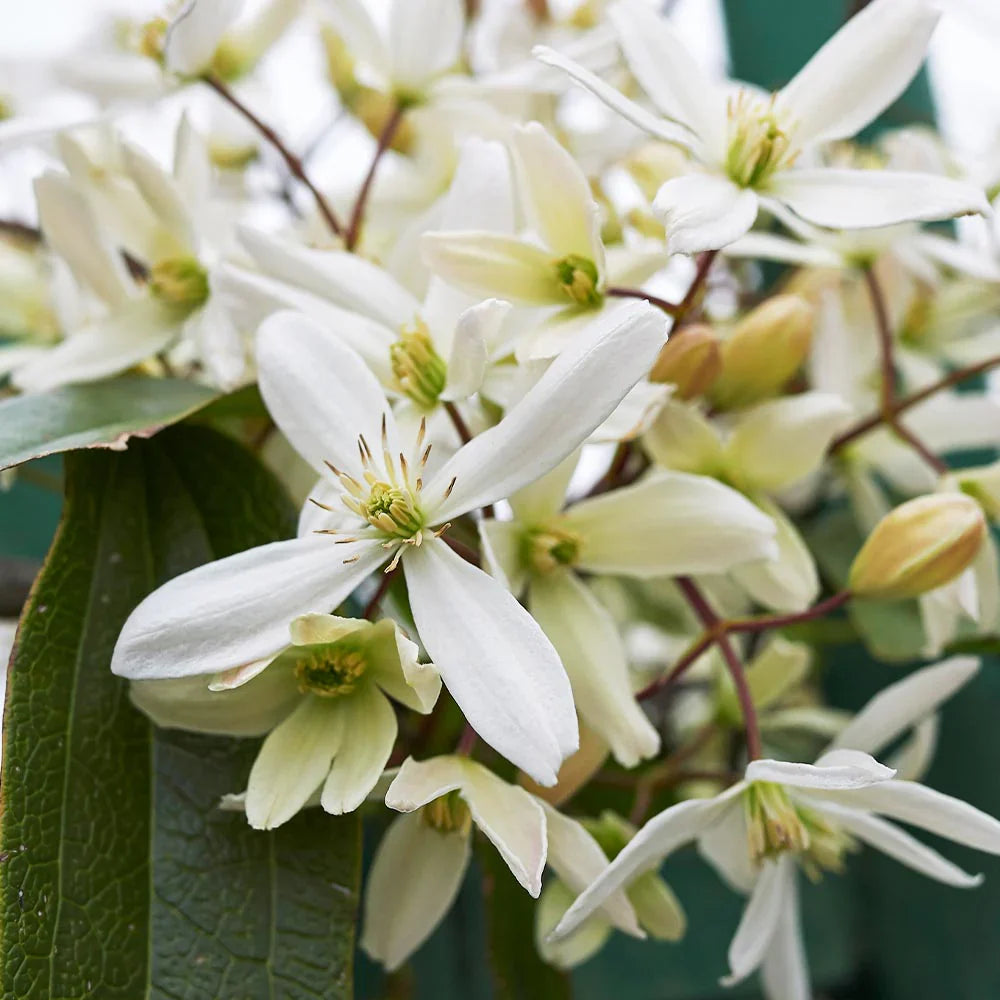Clematis Montana Flower seeds for Planting Pollinator Friendly Heirloom & GMO Free Seeds for Home Garden 
 
 Sale for planting in home garden