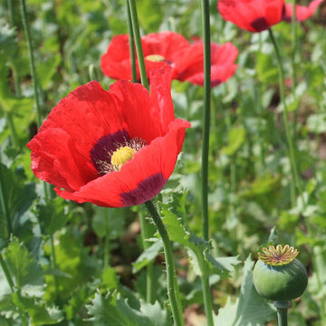 Mixed Somniferum Flower seeds for Planting Cut Flower Favorite Heirloom & GMO Free Seeds for Home Garden
 
 Sale seeds for home garden planting