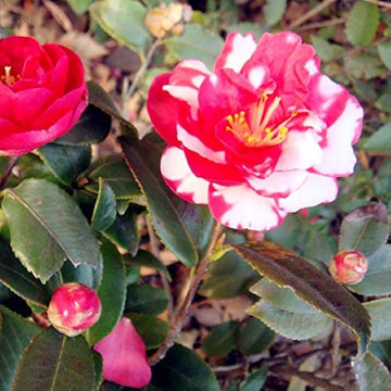 Red White Camellia Japonica Flower seeds for Planting Wildflower Mix Heirloom & GMO Free Seeds for Home Garden 
 
 Sale seeds for home garden planting
