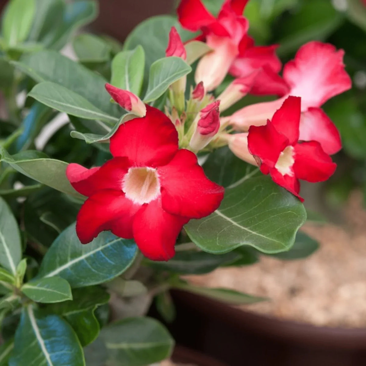 Obesum Flower seeds for Planting Hardy Variety Heirloom & GMO Free Seeds for Home Garden 
 
 Sale seeds for home garden planting