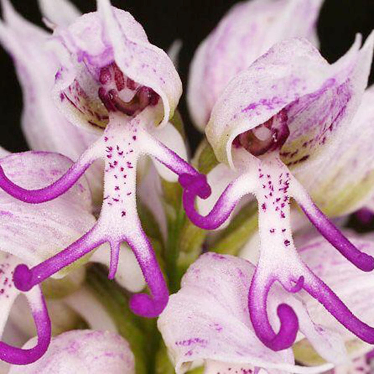 Monkey Face Purple Flower seeds for Planting Cottage Garden Essential Heirloom & GMO Free Seeds for Home Garden
 
 Sale seeds for home garden planting