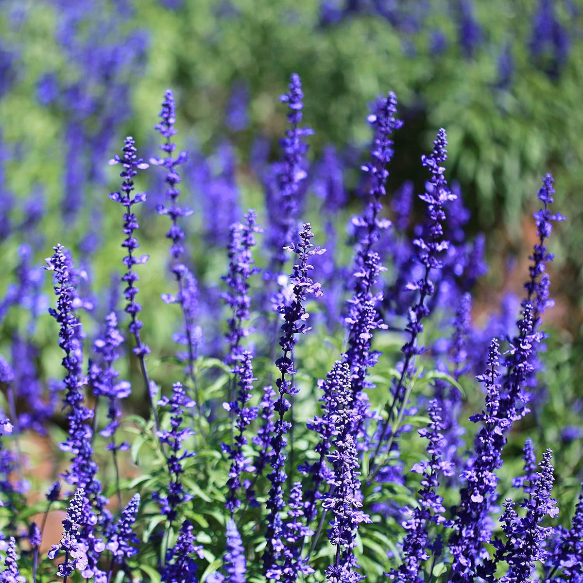 Blue Sage Flower seeds for Planting Colorful Display Heirloom & GMO Free Seeds for Home Garden 
 
 Sale seeds for home garden planting