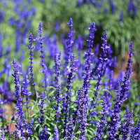 Blue Sage Flower seeds for Planting Colorful Display Heirloom & GMO Free Seeds for Home Garden 
 
 Sale seeds for home garden planting