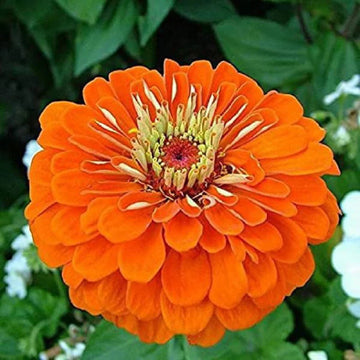 Orange Anthemoides Flower seeds for Planting - Colorful Display, Heirloom & GMO Free Seeds for Home Garden
 
 Sale seeds for planting in home garden