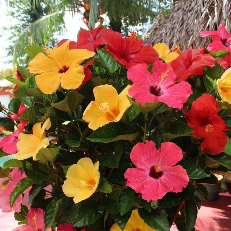 MixedColored Hibiscus Flower seeds for Planting Cut Flower Favorite Heirloom & GMO Free Seeds for Home Garden 
 
 Sale seeds for home garden planting
