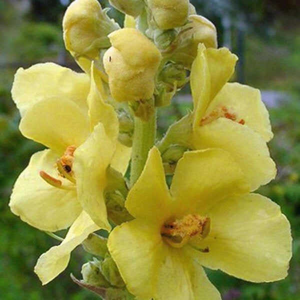 Yellow Densiflorum Flower seeds for Planting - Perfect for Borders, Heirloom & GMO Free Seeds for Home Garden
 
 Sale seeds for home garden