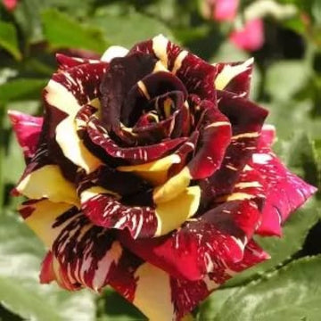 Marron Cream Rose Flower seeds for Planting Cut Flower Favorite Heirloom & GMO Free Seeds for Home Garden 
 
 Sale seeds for home garden planting