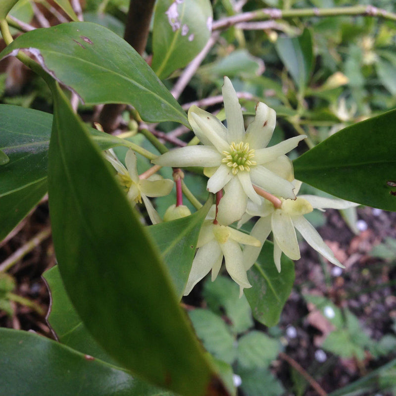 Illicium Verum Flower seeds for Planting Compact Growth Heirloom & GMO Free Seeds for Home Garden 
 
 Sale seeds for home garden planting