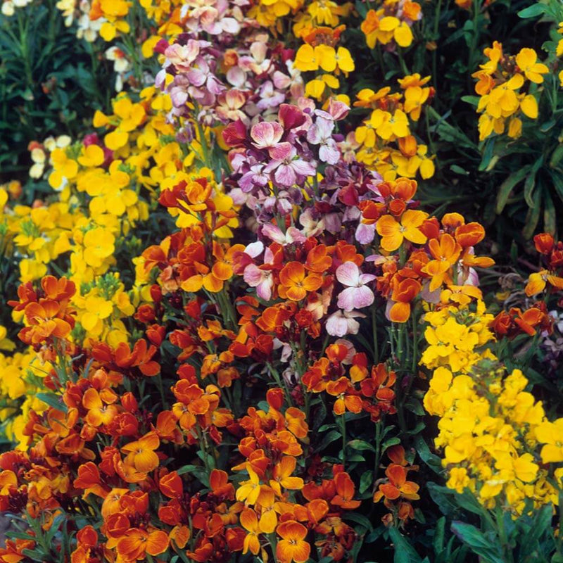 Mixed Cheiranthus Flower seeds for Planting - Garden Favorite, Heirloom & GMO Free Seeds for Home Garden
 
 Sale seeds for home garden