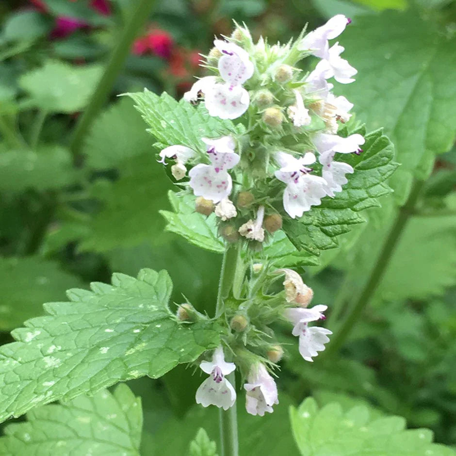 Catnip Nepeta Flower seeds for Planting Hardy Variety Heirloom & GMO Free Seeds for Home Garden 
 
 Sale seeds for home garden planting