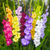 Gladiolus Flower seeds for Planting Drought Tolerant Heirloom & GMO Free Seeds for Home Garden 
 
 Sale seeds for home garden planting