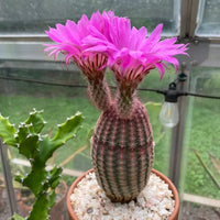 Violet Echinocereus Rigidissimus Flower seeds for Planting Colorful Display Heirloom & GMO Free Seeds for Home Garden 
 
 Sale seeds for home garden planting